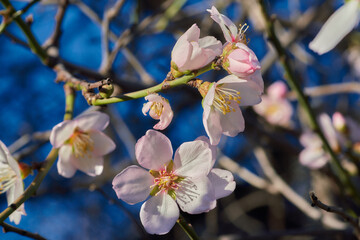 Bright blooming almond flowers closeup 