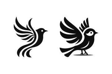 two black and white birds with wings