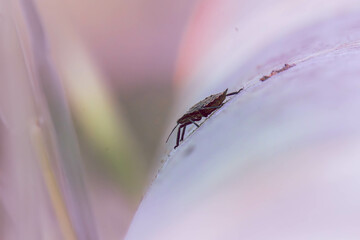 insect on a rock