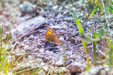 butterfly on a grass