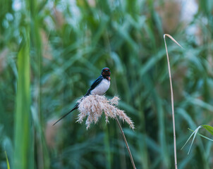swallow on a reed
