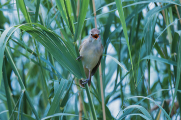 great reed warbler on a reed