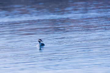 great crested grebe in the water