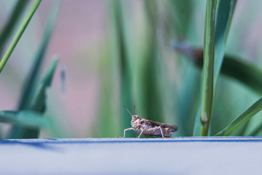 grasshopper on the grass