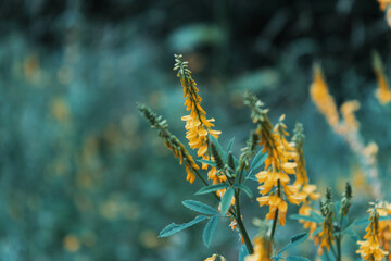 yellow flowers on a green background in a field