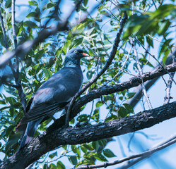 wood pigeon on a branch