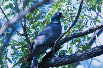 wood pigeon on a branch