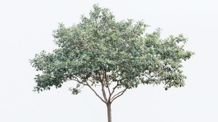 Green Tree Isolated on White Background