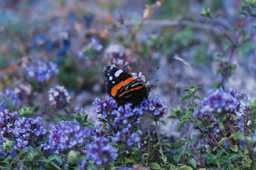 butterfly on a flower