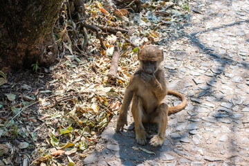 little monkey on pathway