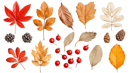 Fototapeta premium Autumn Arrangement of Dried Leaves and Rowan Berries, Symbolizing Nature's Seasonal Transition. png file of isolated cutout object with shadow on transparent background.