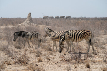 Obraz premium zebras and elephants