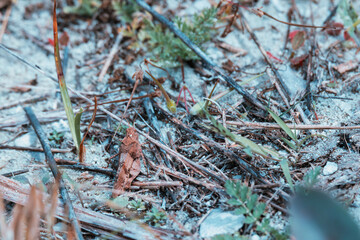 insect on the grass