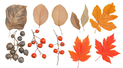 Fototapeta premium Autumn Arrangement of Dried Leaves and Rowan Berries, Symbolizing Nature's Seasonal Transition. png file of isolated cutout object with shadow on transparent background.