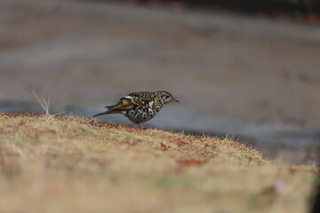 Scaly Thrush looking for food on the lawn