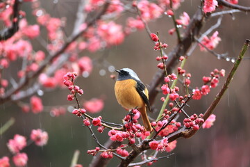Crimson red and orange competition between plum blossoms and Daurian Redstart