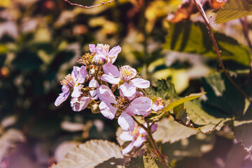 pink flowers in a field