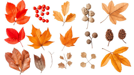 Obraz premium Autumn Arrangement of Dried Leaves and Rowan Berries, Symbolizing Nature's Seasonal Transition. png file of isolated cutout object with shadow on transparent background.