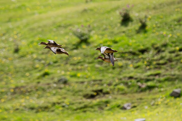 ducks in flight