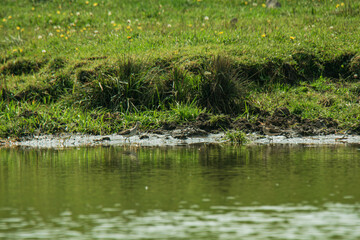 wood sandpiper in the marsh