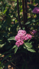 pink flowers in a field