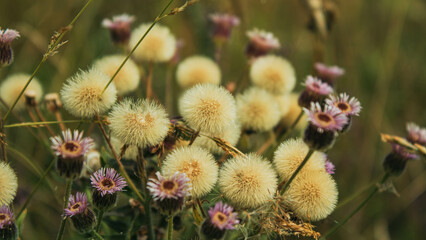 wild flowers in the field