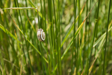 snail on a grass