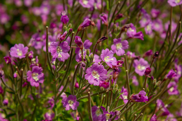 pink flowers in the field