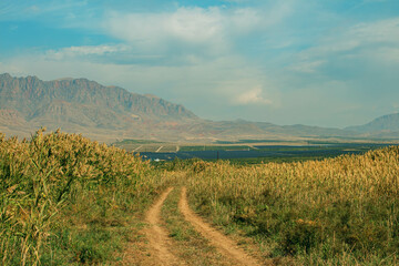 Naklejka premium path in the field