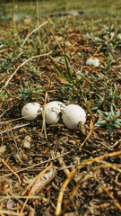 champignons growing