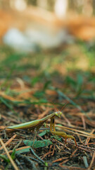 praying mantis on the grass