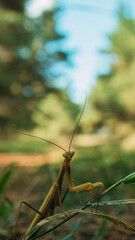 praying mantis on the grass