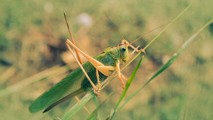bush-cricket on grass