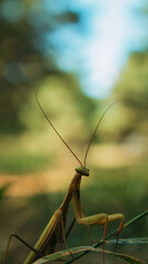 praying mantis on the grass