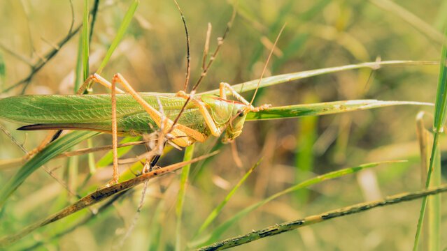 bush-cricket on grass