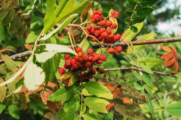 red berries on a bush