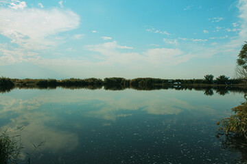 reflection of trees in water
