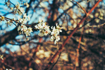 white flower on branch in the park