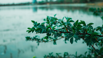 tree branch with green leaves