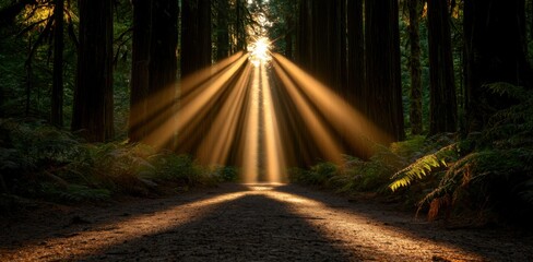 Obraz premium Sunlight filters through dense trees, illuminating a forest path with warm, golden rays, creating a serene and enchanting atmosphere.