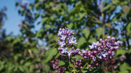 purple flowers in the park
