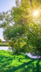 Fototapeta premium Tree with a lot of leaves is in the foreground of a grassy field