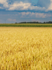 Field of golden wheat with a cloudy sky in the background