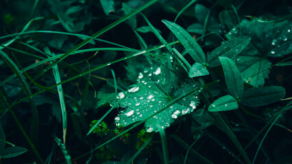 water drops on a green leaves