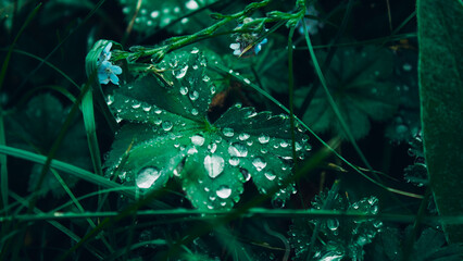 water drops on a green leaves