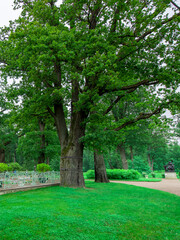 Obraz premium Large tree is in the middle of a park with a bench and a statue