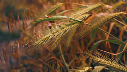 ears of barley in the field