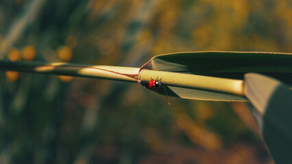 ladybug on a grass