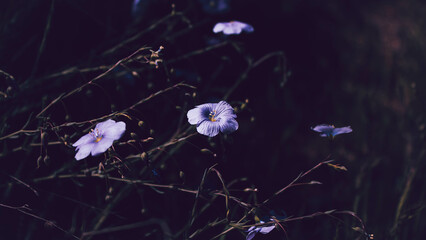 pink flowers on a black background