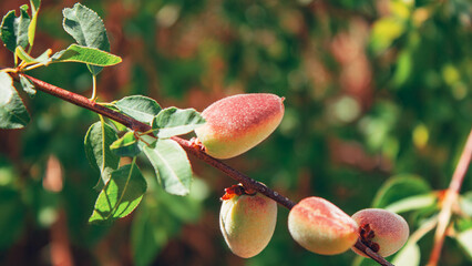 apricot tree branch with fruits